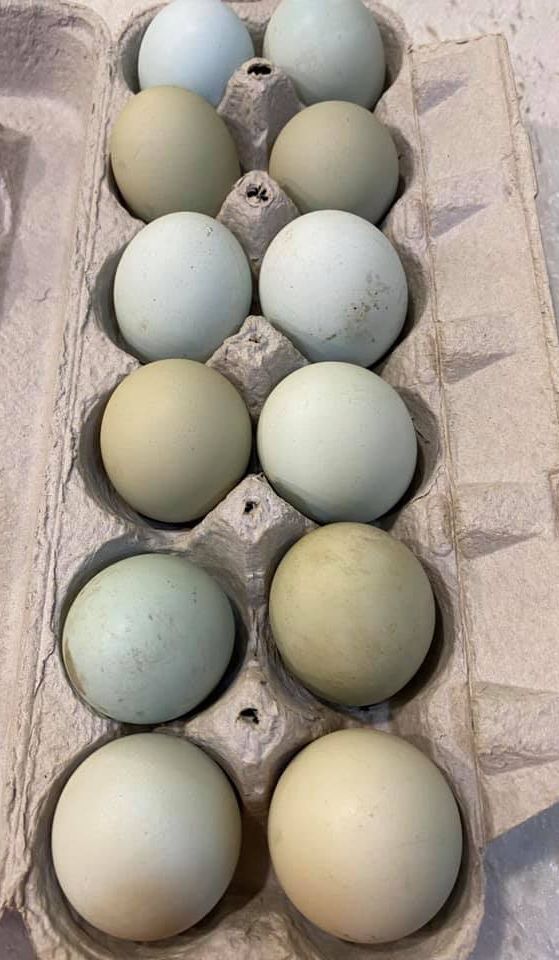 Blue eggs